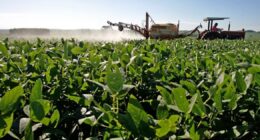 Indústria de insumos agrícolas vê recuperação lenta, apesar de juros menores e preços mais altos