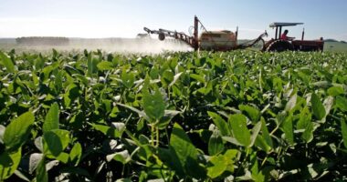 Indústria de insumos agrícolas vê recuperação lenta, apesar de juros menores e preços mais altos