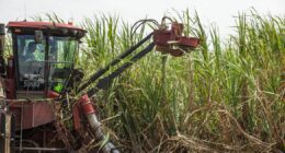 Plantae colhe resultados e mira R$ 500 mi em crédito