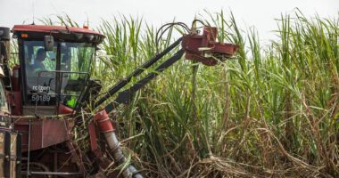 Plantae colhe resultados e mira R$ 500 mi em crédito
