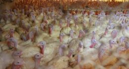 Agricultura confirma foco de Doença de Newcastle em produção comercial de perus em SC