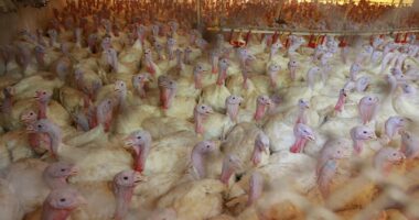 Agricultura confirma foco de Doença de Newcastle em produção comercial de perus em SC