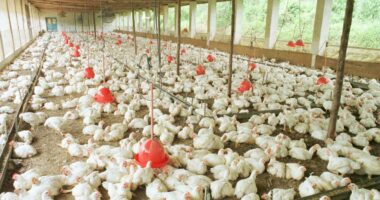 México suspende importação de frango do Brasil após surto de Doença de Newcastle em SC