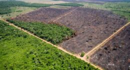 Na Amazônia, o crédito rural segue os trilhos da pecuária