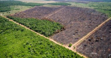 Na Amazônia, o crédito rural segue os trilhos da pecuária