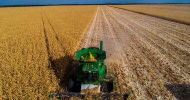 Seguro rural: uma lei para reduzir as incertezas no campo